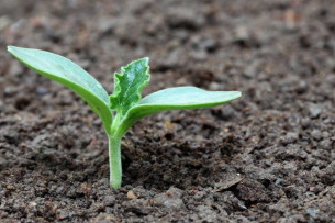 土壤改良有机硅肥用微硅粉